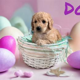 Goldendoodle Puppies from Goldendoodles of Anchor Bay