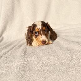 Jackson (no deposit ready for pickup) - Dapple male Dachshund puppy in Dinwiddie, Virginia from White Oak Kennels