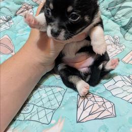 Mia - Black and white female Chihuahua puppy in Amity, Pennsylvania from Baxters Chihuahuas