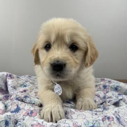 Penelope (beige collar girl) - Light golden female Golden Retriever puppy in Petaluma, California from Contango Goldens
