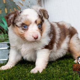 Linden - Red merle male Miniature Australian Shepherd puppy in Granbury, Texas from Best Little Aussies