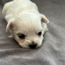Leo - White male Maltese puppy in Oklahoma from 4R Aussies & Tiny Paws