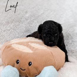 Loaf - Sable male Poodle puppy in Kula, Hawaii from Toy Poodle & Maltipoo Maui