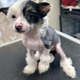 Hairy hairless boy - Black white and tan male Chinese Crested puppy in Rockvale, Tennessee from Cosmic Chinese Cresteds & Wind-Echo Poodles