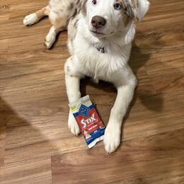 Australian Shepherd All Grown Up from Flowertown Aussies