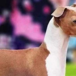 Rolex - Italian Greyhound