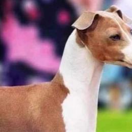 Rolex - Italian Greyhound