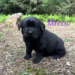 Minnow - Black female Labrador Retriever puppy in Lenoir, North Carolina from Wooten Retrievers