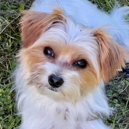Been - Yorkshire Terrier
