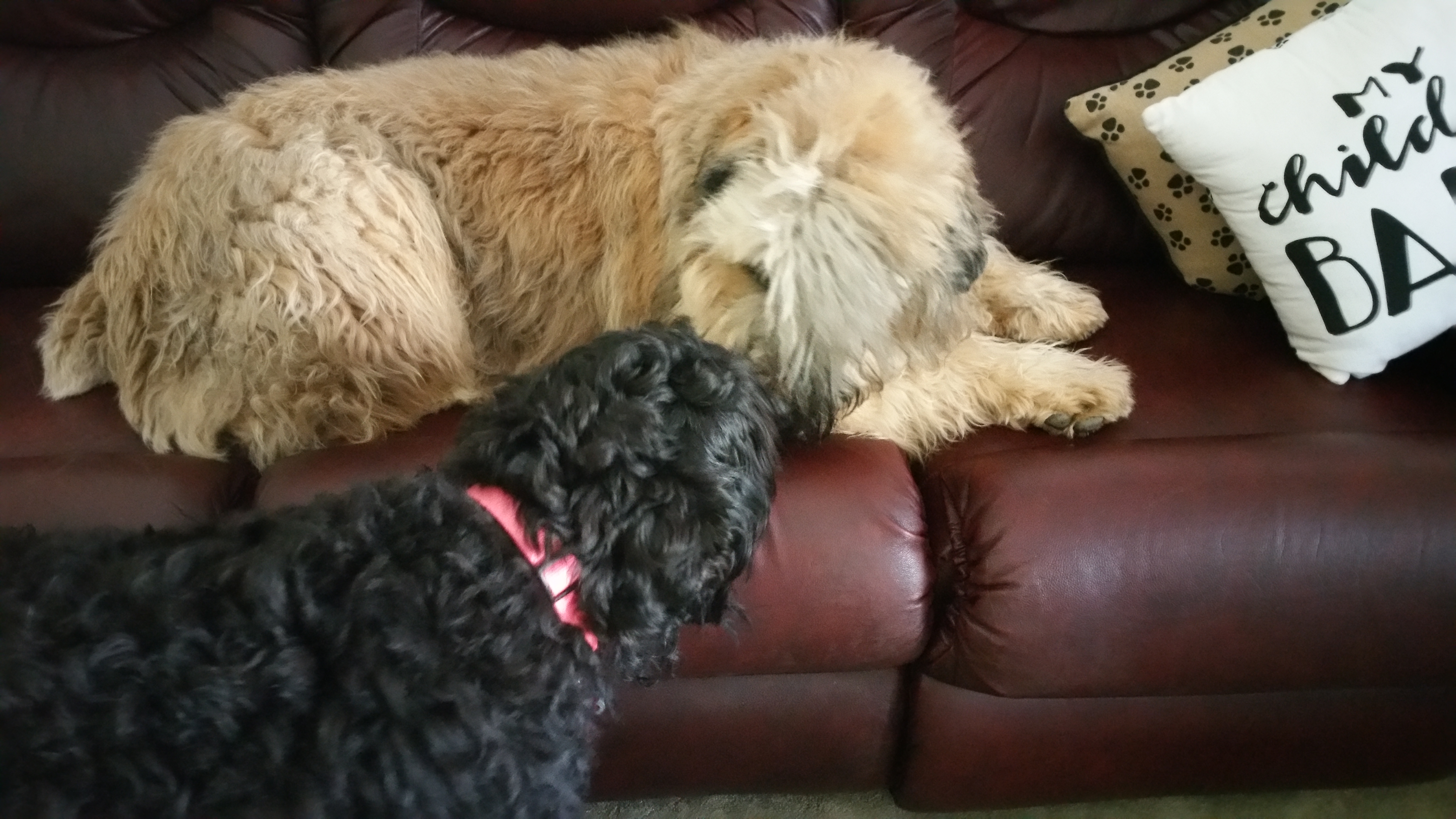 Bouvier des Flandres Puppies from Julie Smith