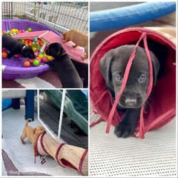 Labrador Retriever Puppies from Bluegrass Labradors