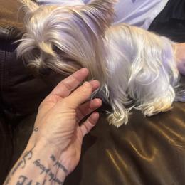 Princesa - Yorkshire Terrier