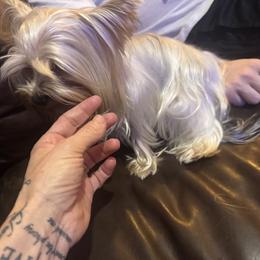 Princesa - Yorkshire Terrier