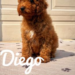 Diego - Red  male Goldendoodle puppy in Middleton, Idaho from Gem State Doodles