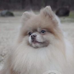 Justice - Pomeranian