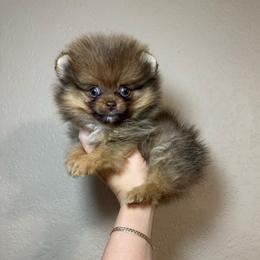 Kaya - Chocolate and tan female Pomeranian puppy in Phoenix, Arizona from Luxpomz