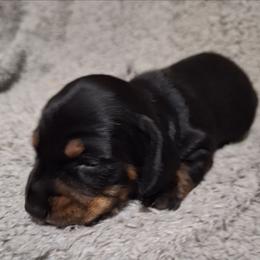Vodka - Black and tan female Dachshund puppy in Liberty, North Carolina from Heavenly Doxies