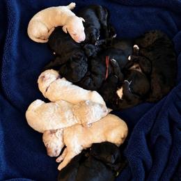 Male 4 - Parti male Goldendoodle puppy in Rainier, Washington from Hanson’s NW Goldens & Doodles