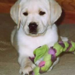 Labrador Retriever Puppies from Cecilie Drege