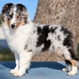 Shetland Sheepdog puppies from Sassy Shelties