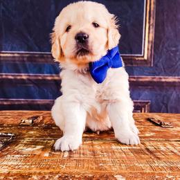 Cavalier King Charles Spaniel and Golden Retriever Puppies from SelahGold
