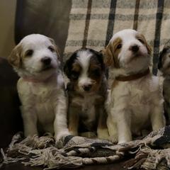 Bernedoodle and Golden Mountain Doodle Puppies from Pup Paw-fection