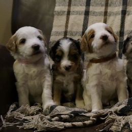 Bernedoodle and Golden Mountain Doodle Puppies from Pup Paw-fection