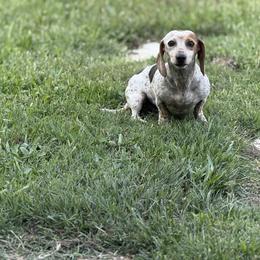 Mocha - Dachshund