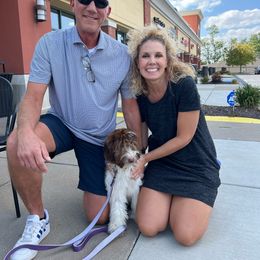 Kalani - Pink Collar - Brown and white Aussiedoodle puppy in Buffalo, Illinois from Pear Tree Poodles & Doodles