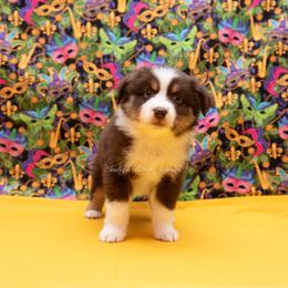 Sonny - Gray Collar - Red tri male Miniature Australian Shepherd puppy in Lacombe, Louisiana from Indigo River Toy & Mini Aussies