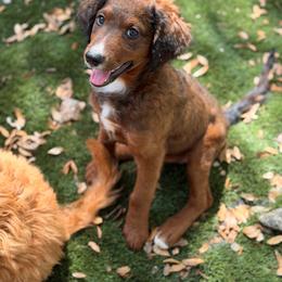 Platinum unfurnished - Sable female Bernedoodle puppy in Ocala, Florida from Bernedoodles of Florida