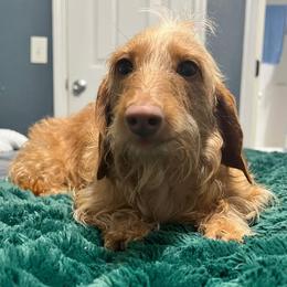 Lilly - Dachshund
