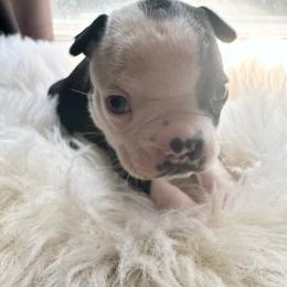 Boy two - Black brindle and white male Boston Terrier puppy in Georgia from KD’s K9 Oasis