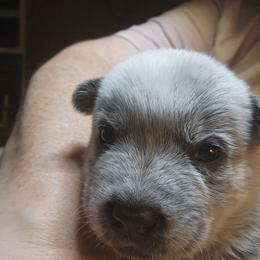 Australian Cattle Dog Puppies from Lakota Australian Cattle Dogs