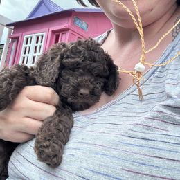 Bernedoodle, Cavapoo, and Poodle Puppies from Liberty Farms Puppies