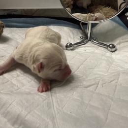 Moose Jr. - White male Maltipoo puppy in Weatherford, Texas from Aprishew Maltipoo