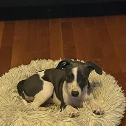 Italian Greyhound Puppies from Fisher Link