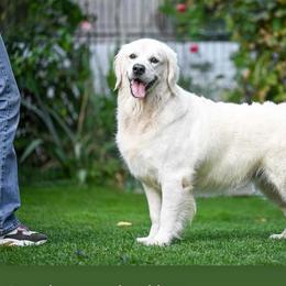 Ira - Golden Retriever