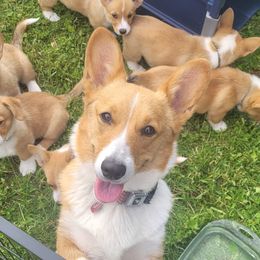 Penny - Pembroke Welsh Corgi