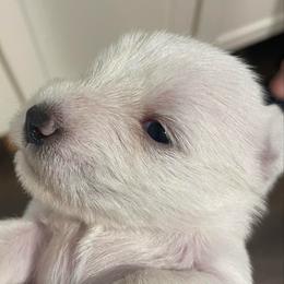 Merlin - White male Miniature Schnauzer puppy in Interlachen, Florida from Pam's Schnauzers