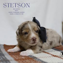 Stetson - RMM - Red merle male Australian Shepherd puppy in Nacogdoches, Texas from TK Standard, Mini, & Toy Aussies