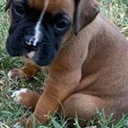 Boxers from Guardian Kennels