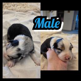 BOY-C - Blue merle male Australian Shepherd puppy in Yakima, Washington from Luna's Australian Shepherd