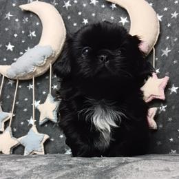 Black Baby Boy 1 - Black male Pekingese puppy in Batesburg Leesville, South Carolina from My Unique Peke