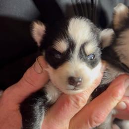 Cherry - Red and white female Pomsky puppy in Spring Hill, Florida from PDQ Pomskies