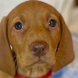 Snow White - Golden rust female Vizsla puppy in Bloomington, Indiana from Envizion