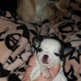 Boy1 - Chocolate brindled fawn male Chihuahua puppy in Oklahoma City, Oklahoma from Teacup Chihuahuas and Friends