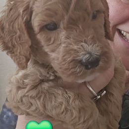 Green Collar Male - Apricot male Goldendoodle puppy in Robstown, Texas from Sagebrush Labradors and Doodles