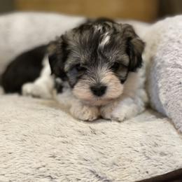 Miniature Schnauzer Puppies from Bar W Schnauzers