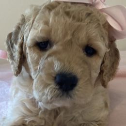 Double Doodles from Down Home Doodles